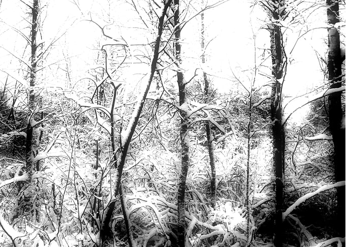 Into the Forest