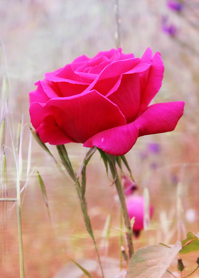 A Rose in the Wild Beautiful red rose growing in a wild ...