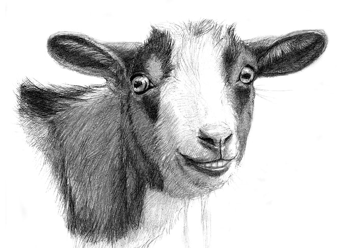 Curious Goat sk098