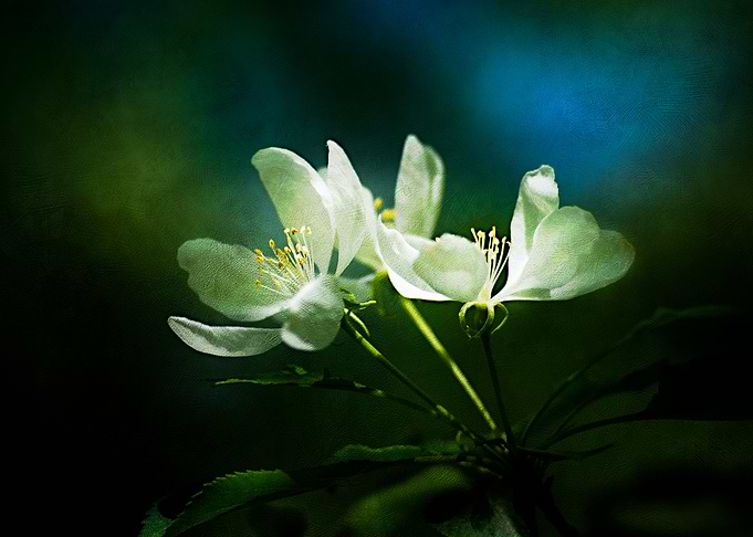 Two Apple Flowers