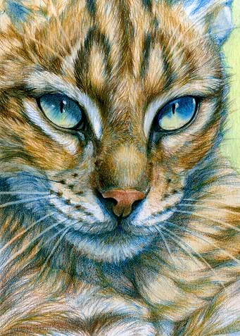 Blue-eyes Cat CC13-008