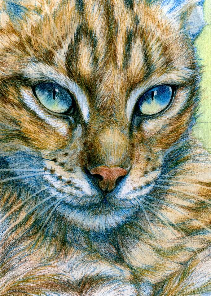 Blue-eyes Cat CC13-008