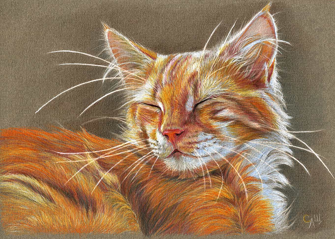 Sleeping Ginger Kitten CC12-005