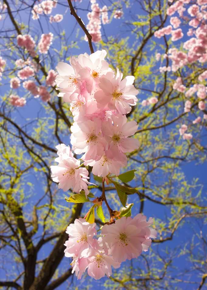 Cherry blossom - pretty pink blooms on a tree with blue ...