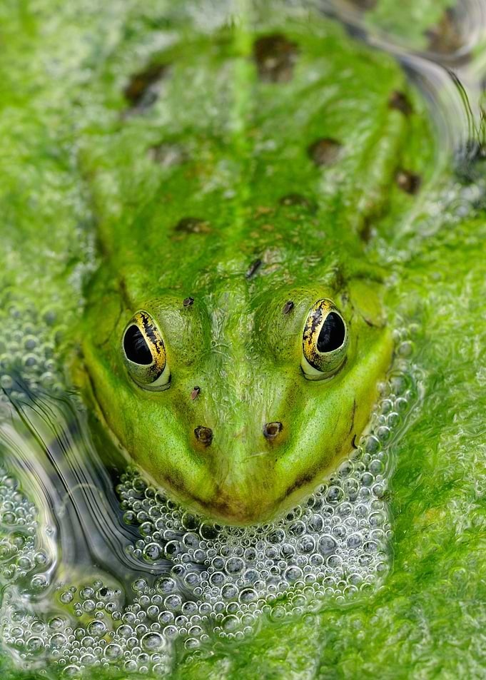 Green frog in pond