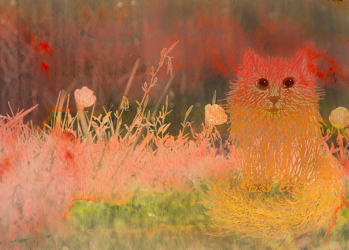 Orange Kitten