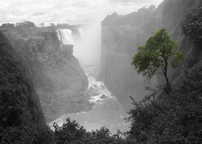 Tree at the falls