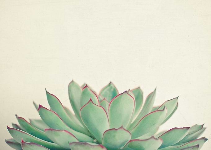 Echeveria