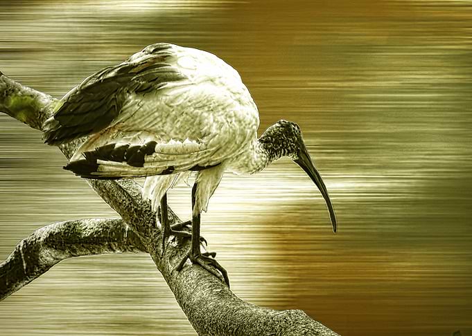 Ibis