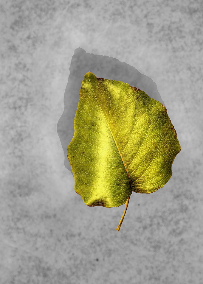 Green leaf