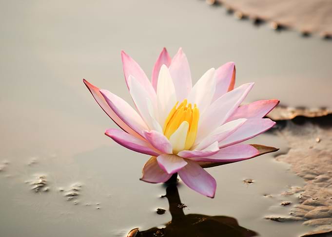 Lotus Flower