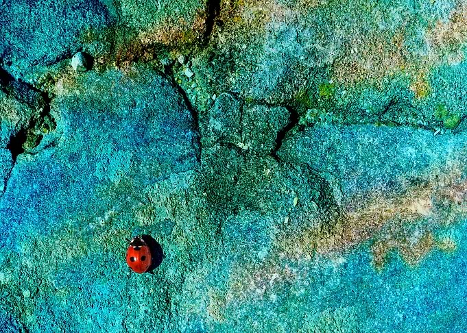 Ladybug