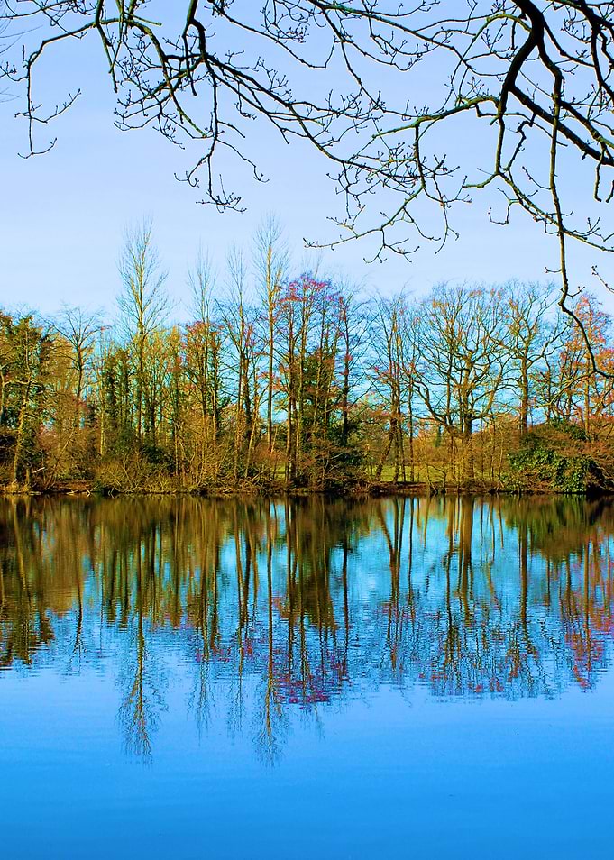 Tree Reflections