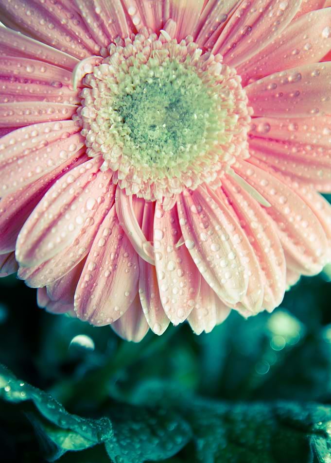 Gerbera daisy