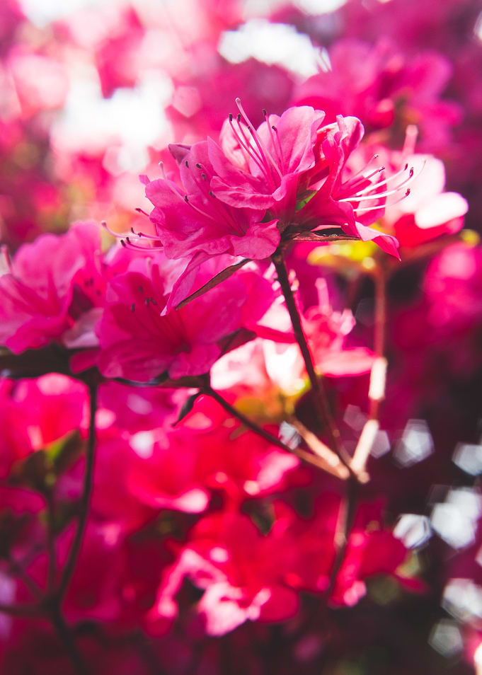 Red Azaleas in Spring