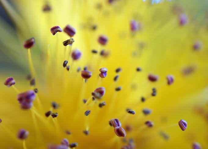 Pollen Pod Points