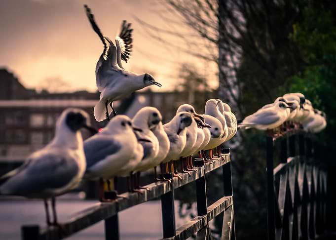 Full Flaps Landing