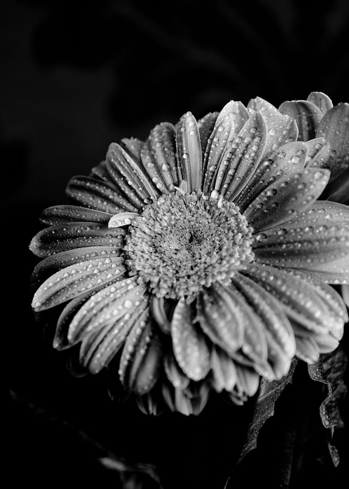 Daisy and drops