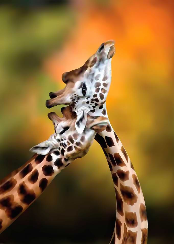 Giraffe vector illustartion