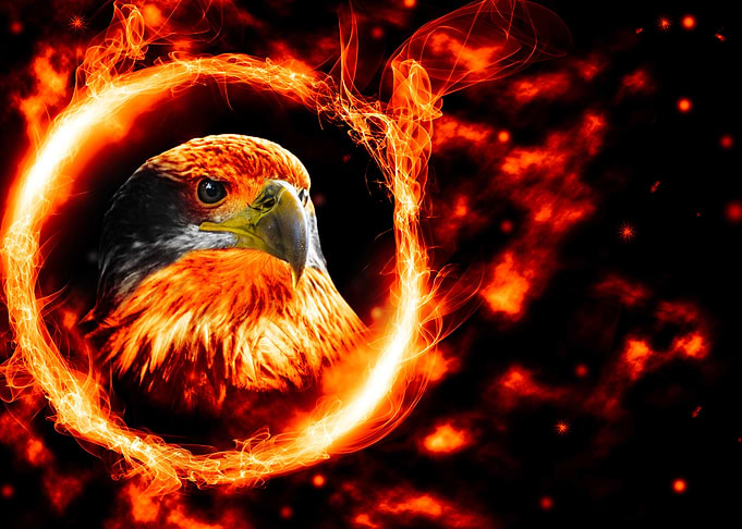 Bird of pray