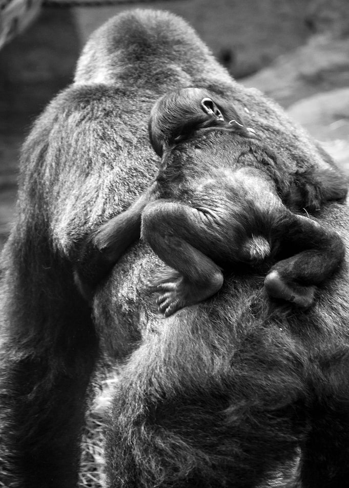 Gorilla Baby