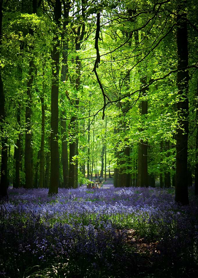Bluebell Wood