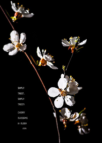Japenese Apricot Blossoms