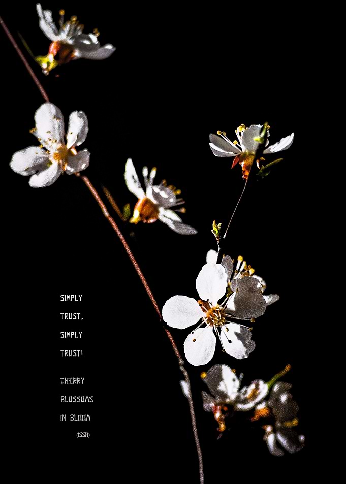 Japenese Apricot Blossoms