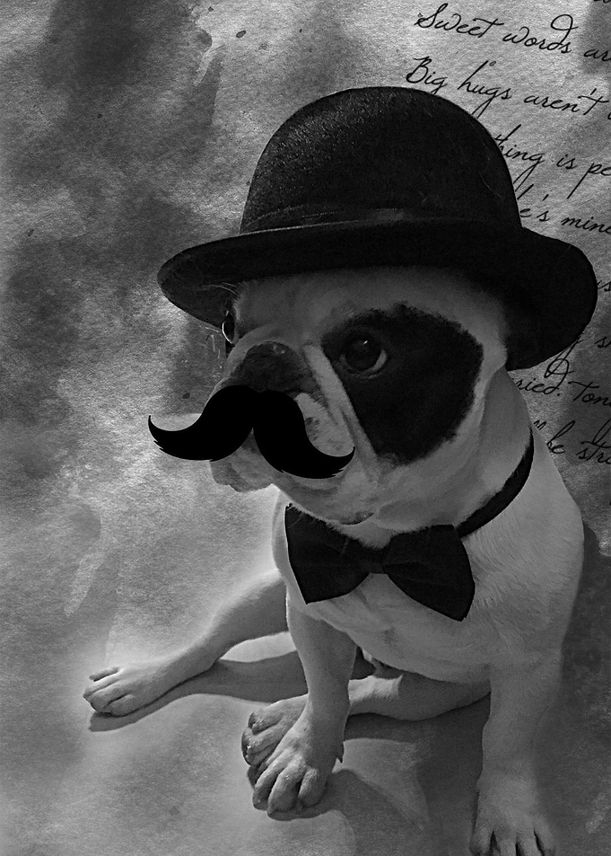 Gentledog