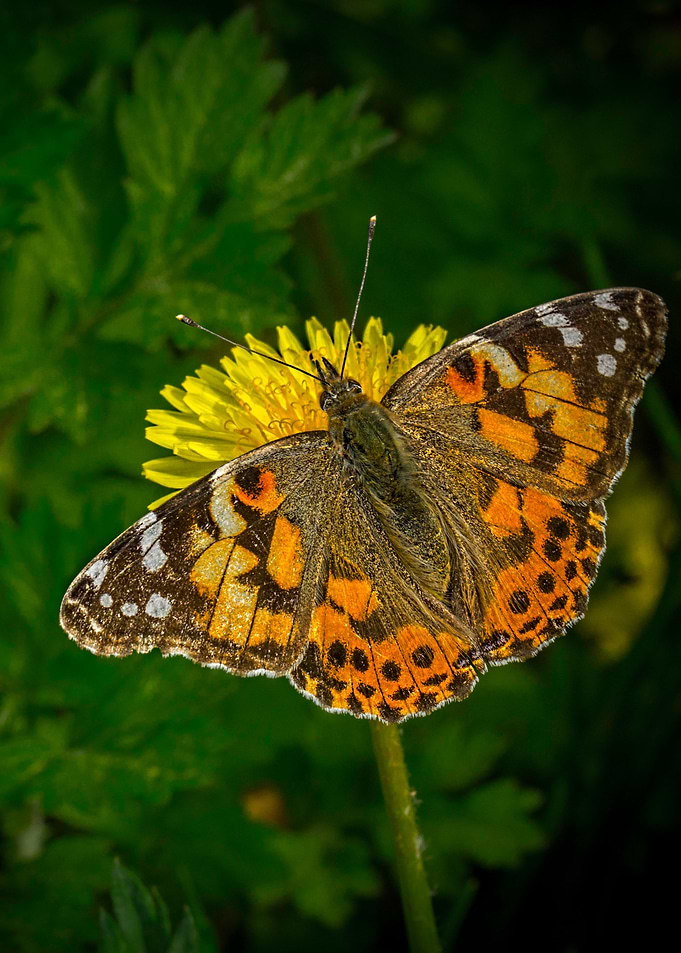 Painted Lady