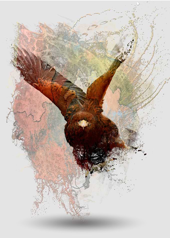 Water Splashed Red tail Hawk
