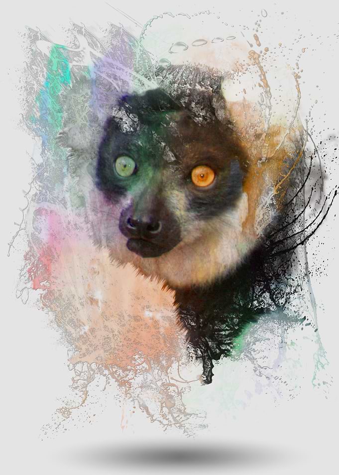 Water Splash Lemur Abstract