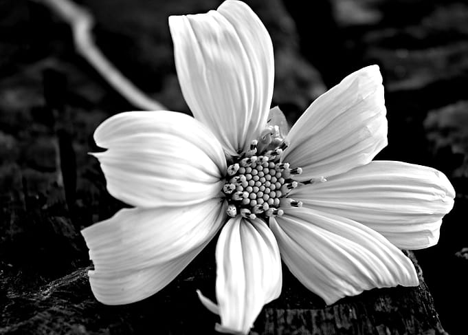 White Cotton Brilliant bold and dynamic piece of photog ...