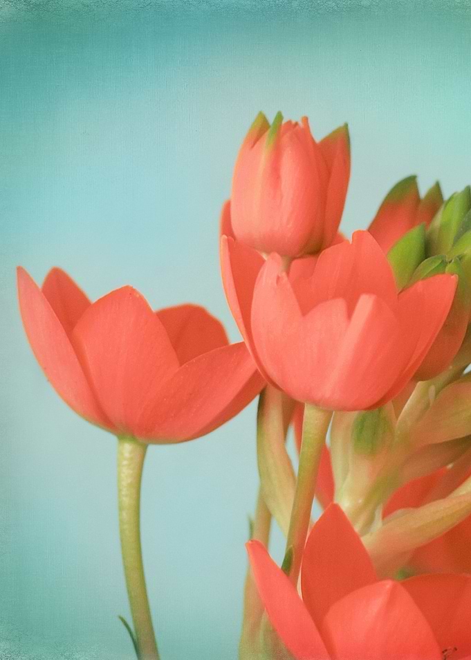 Coral Flowers