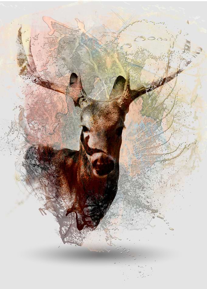 Deer Splash