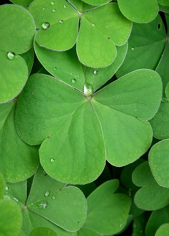 Morning Clover