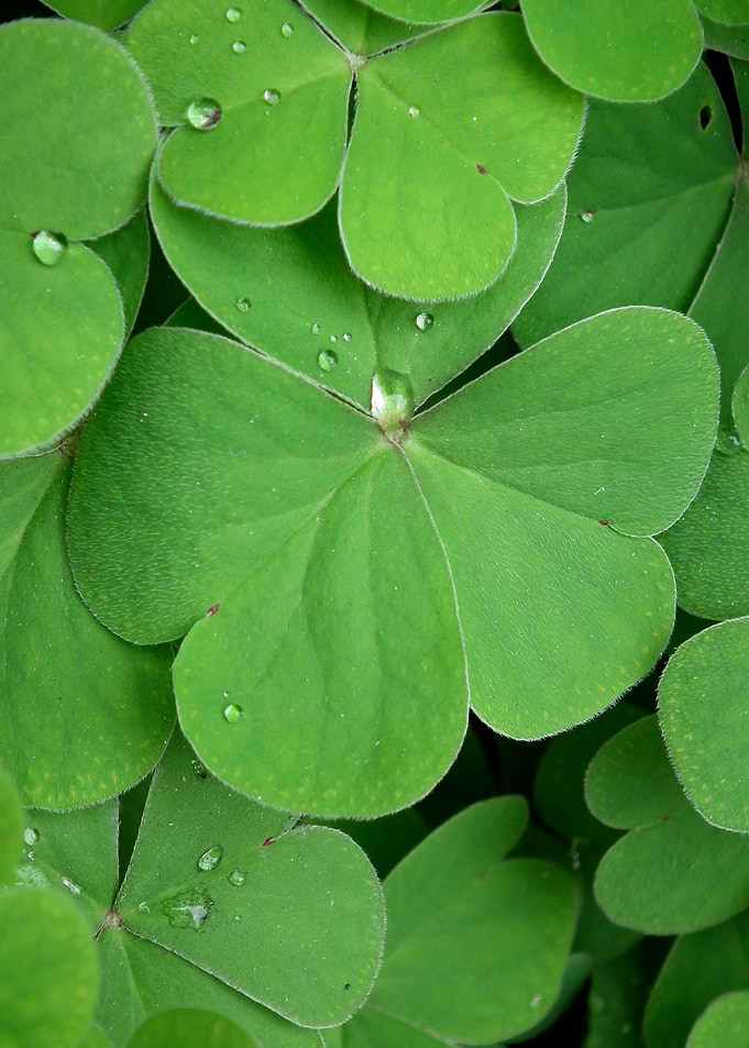 Morning Clover