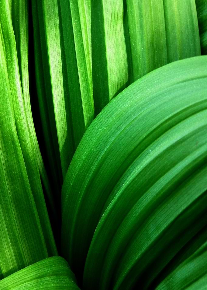 Green abstract