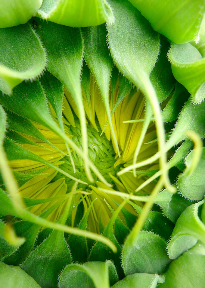 Naissance of a Sunflower