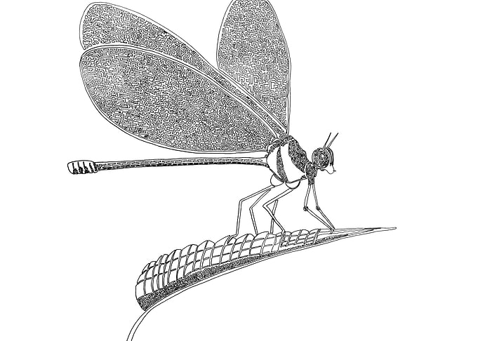 Dragonfly drawn with one line. Line begins in the eye a ...