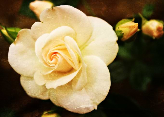 Romance The very beautiful Aspirin Rose in a vintage st ...