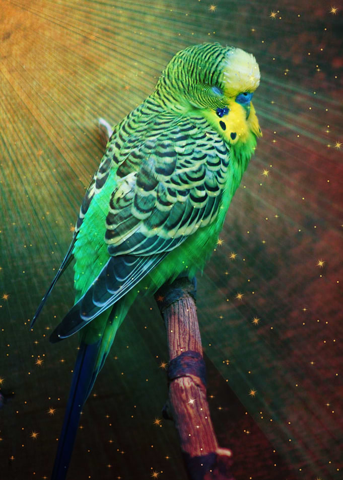 Budgie