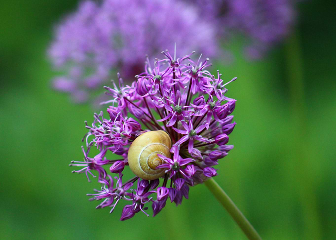 Snail at Flower