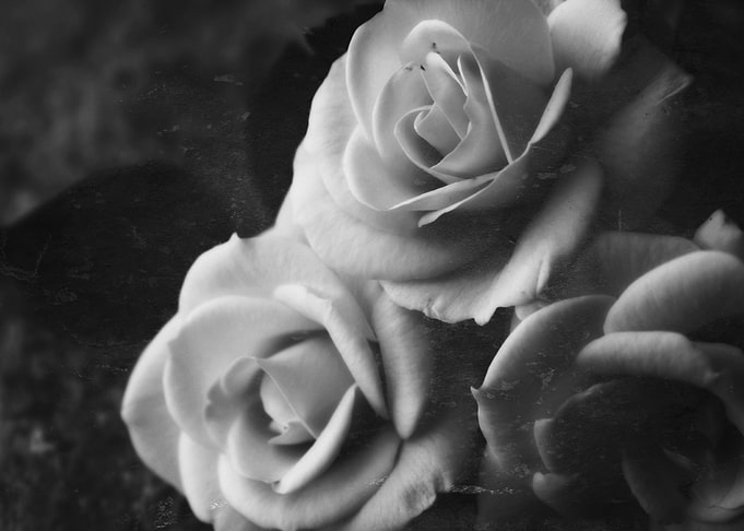 Yesterdays Roses The beautiful Aspirin Rose in bold bla ...