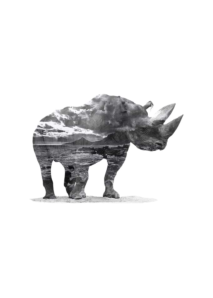Rhino