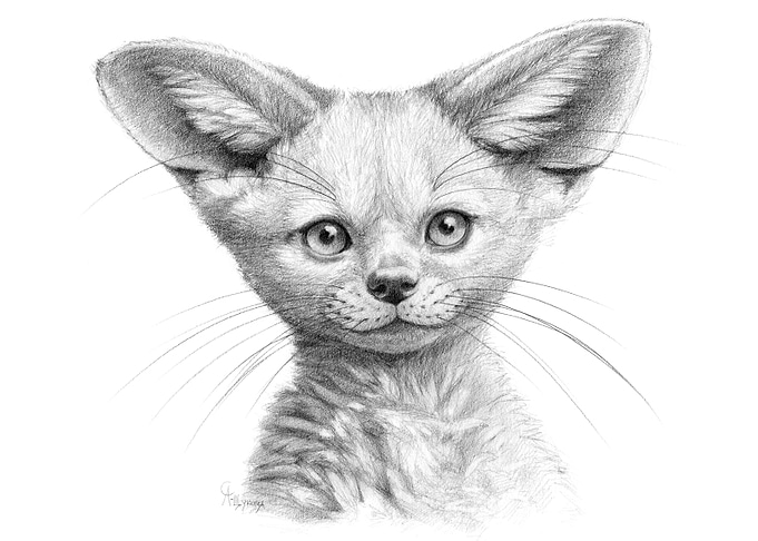Fennec Cub G107