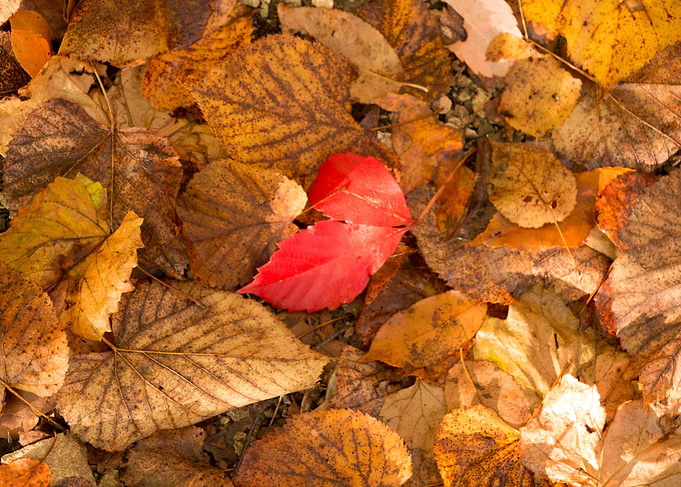 fall foliage 2