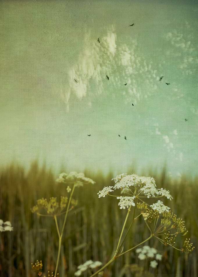 Common Yarrow in front of a field of barley - texturize ...