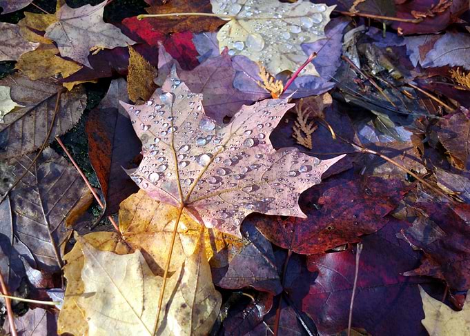 Leafs