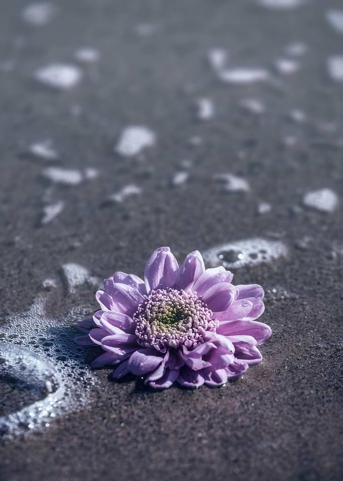 pink flower in the water